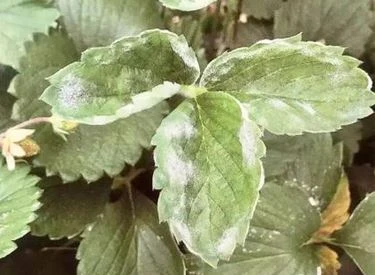 Strawberry's powdery mildew 2 Strawberry's powdery mildew 2