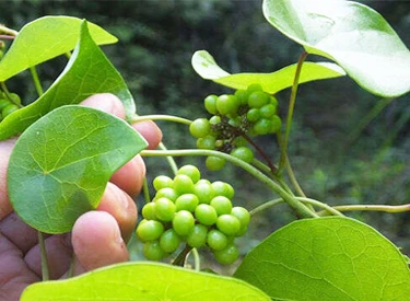 Stephania japonica plant