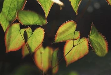 Czy naprawdę wiesz o ekstrakcie Epimedium Icariin?