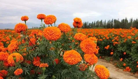 Co to są ekstrakty z nagietka?