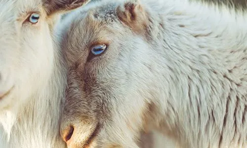 Jakie są zastosowania genisteiny w dodatkach paszowych dla zwierząt gospodars...
